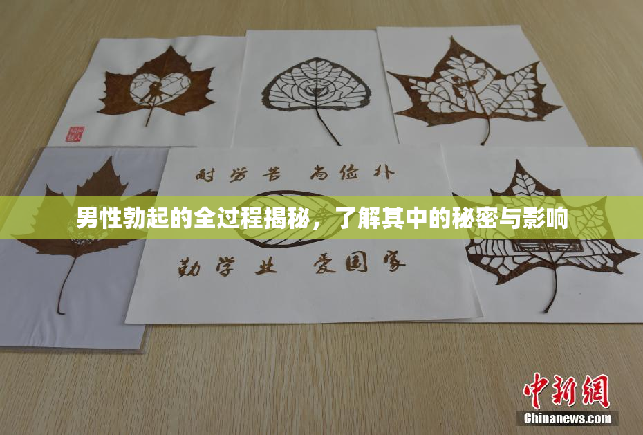 男性勃起的全过程揭秘，了解其中的秘密与影响