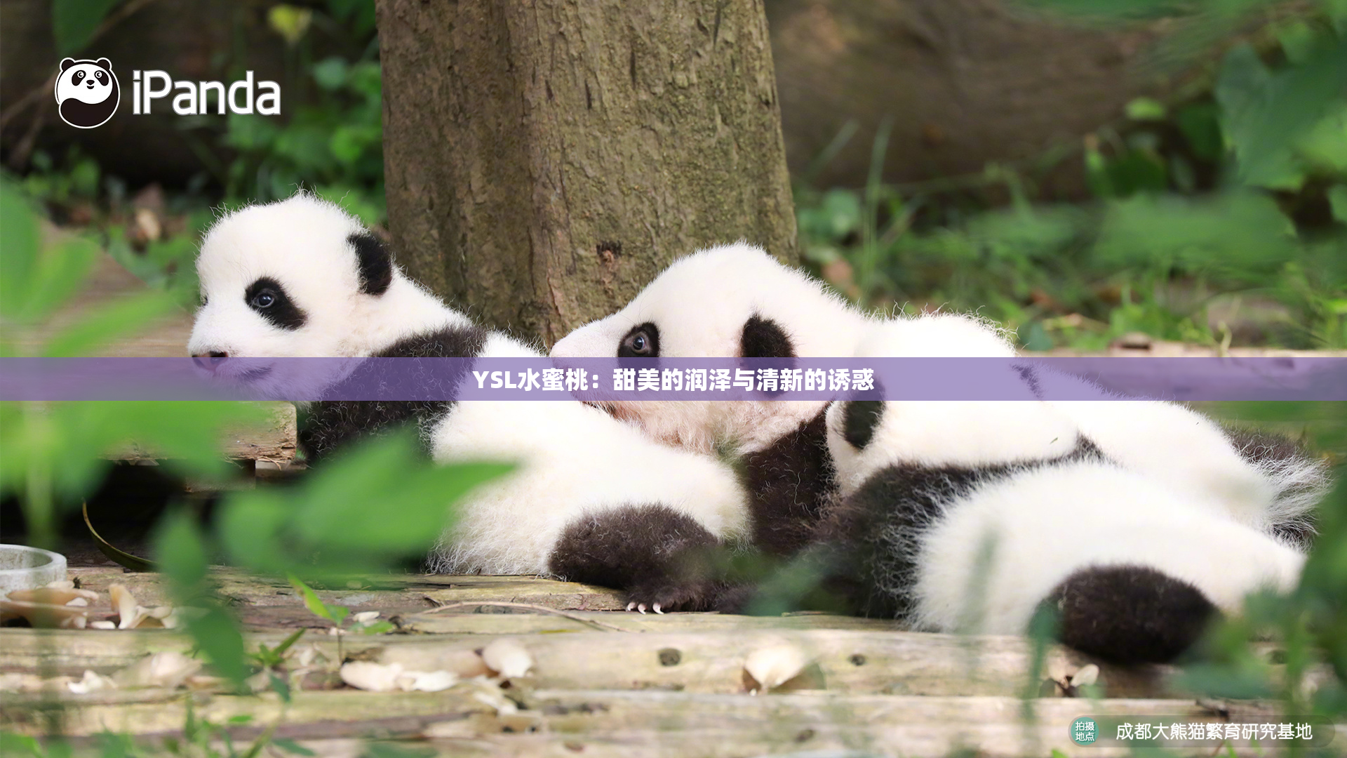 YSL水蜜桃：甜美的润泽与清新的诱惑