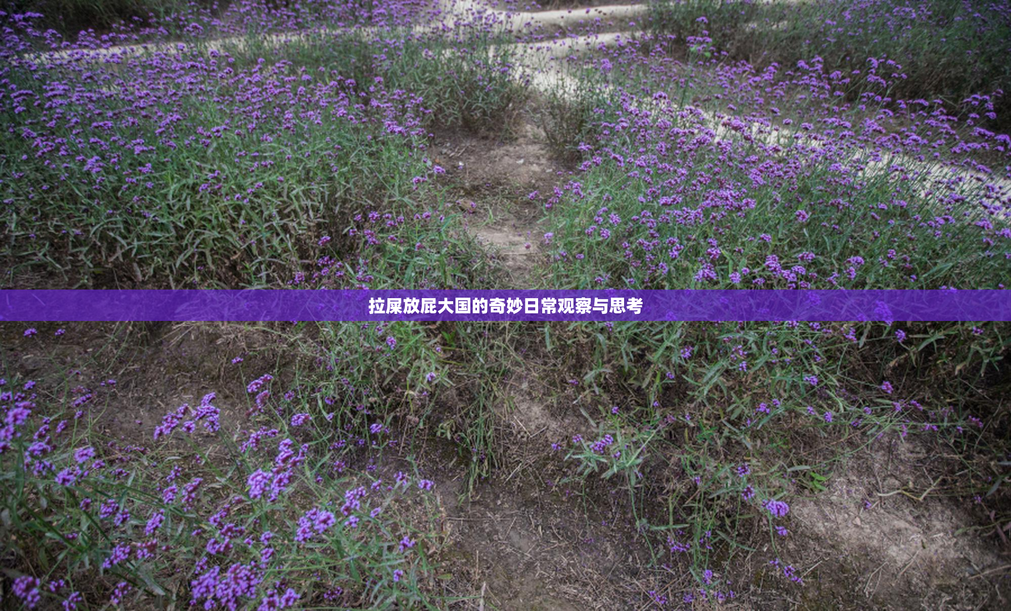 拉屎放屁大国的奇妙日常观察与思考