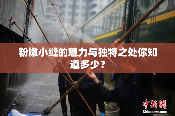 粉嫩小缝的魅力与独特之处你知道多少？
