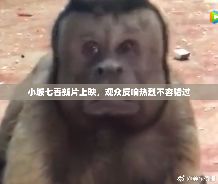 小坂七香新片上映，观众反响热烈不容错过