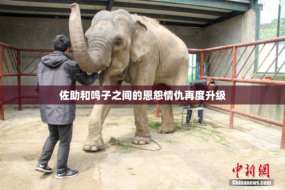 佐助和鸣子之间的恩怨情仇再度升级