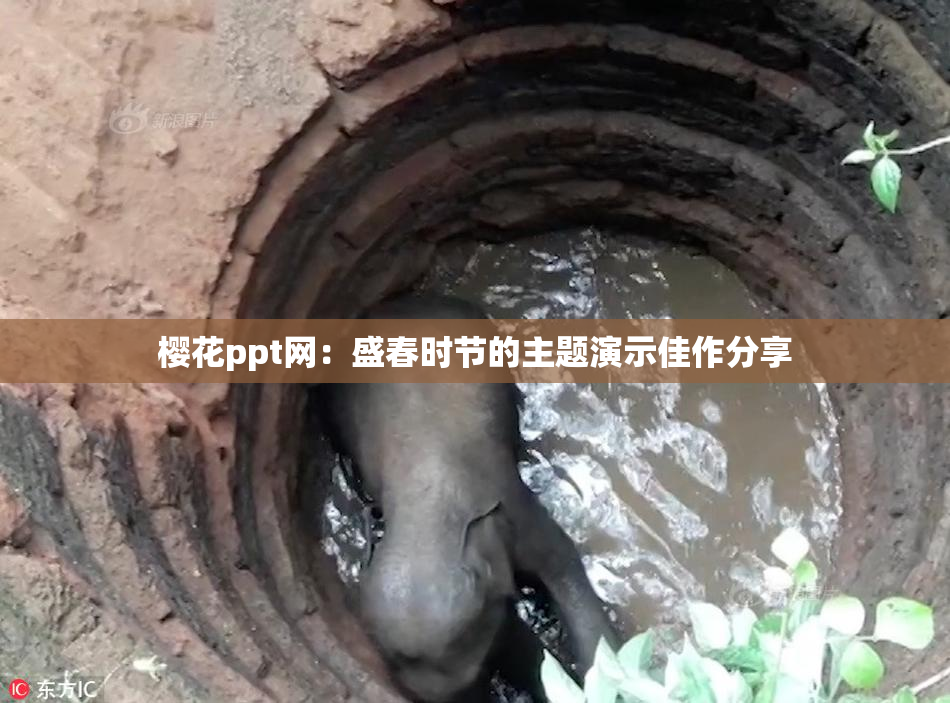 樱花ppt网：盛春时节的主题演示佳作分享