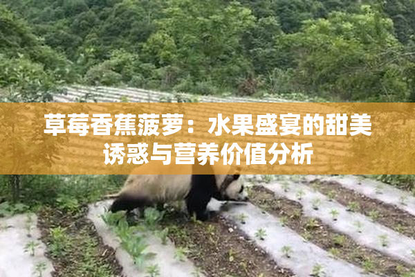 草莓香蕉菠萝：水果盛宴的甜美诱惑与营养价值分析