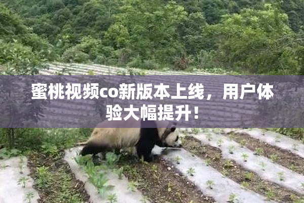 蜜桃视频co新版本上线，用户体验大幅提升！