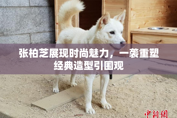张柏芝展现时尚魅力，一袭重塑经典造型引围观