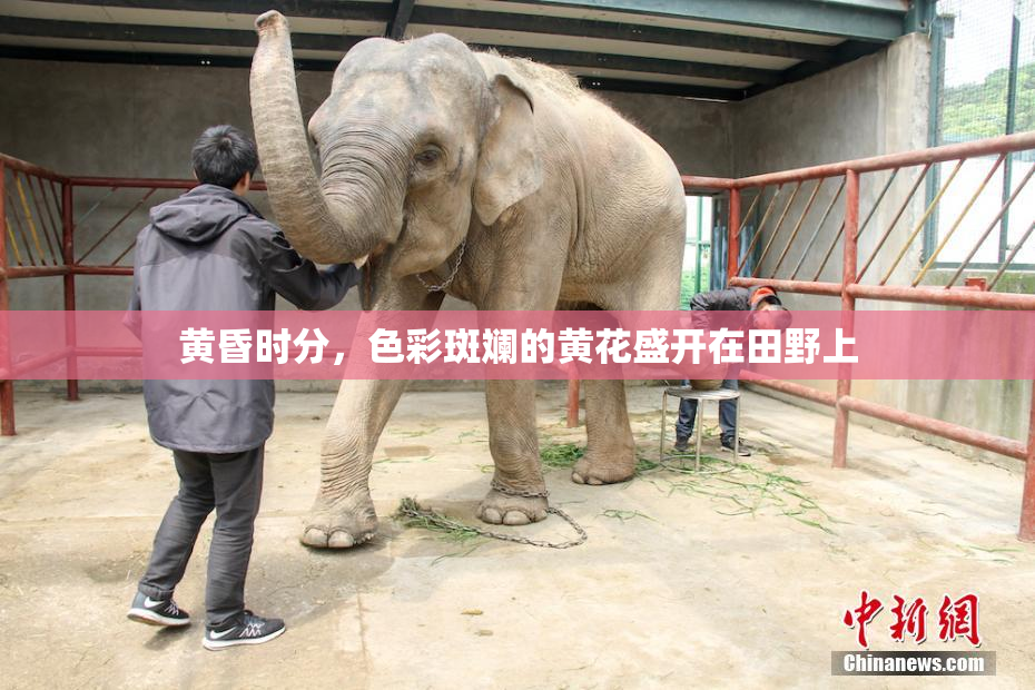 黄昏时分，色彩斑斓的黄花盛开在田野上
