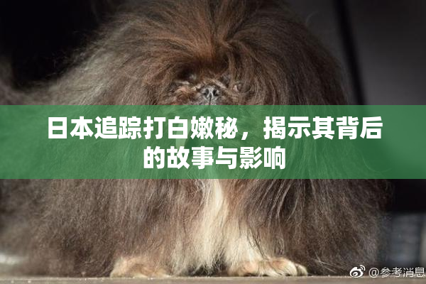 日本追踪打白嫩秘，揭示其背后的故事与影响