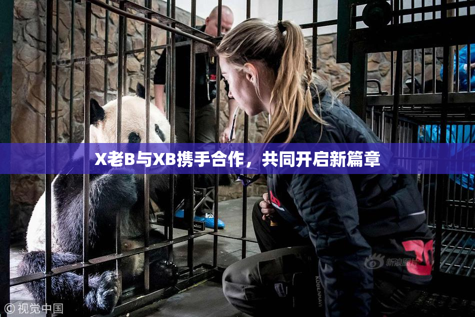 X老B与XB携手合作，共同开启新篇章