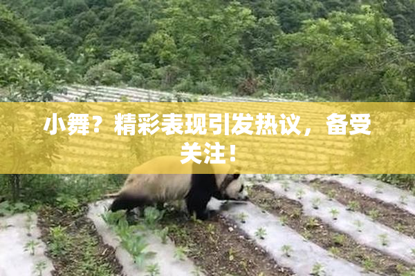 小舞？精彩表现引发热议，备受关注！