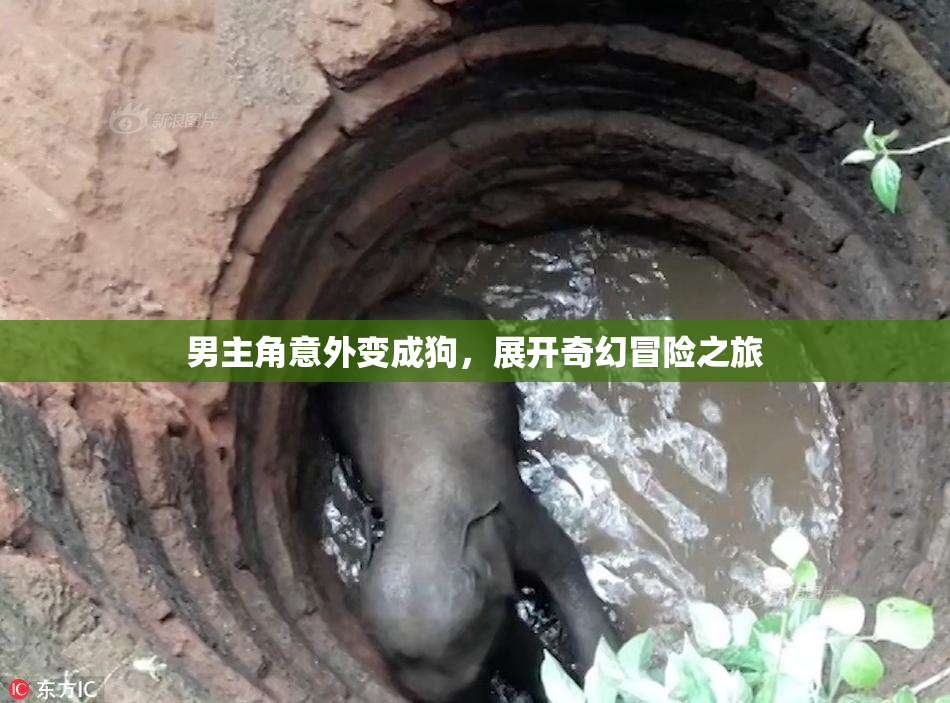 男主角意外变成狗，展开奇幻冒险之旅