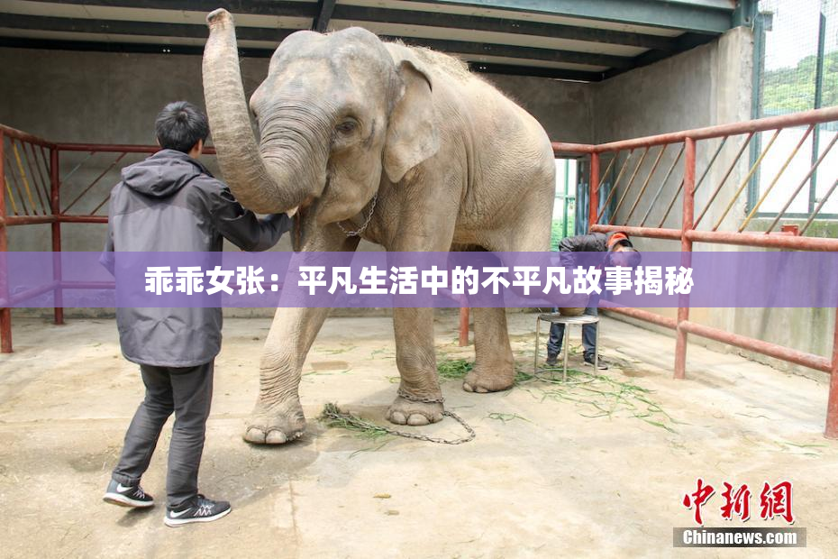 乖乖女张：平凡生活中的不平凡故事揭秘