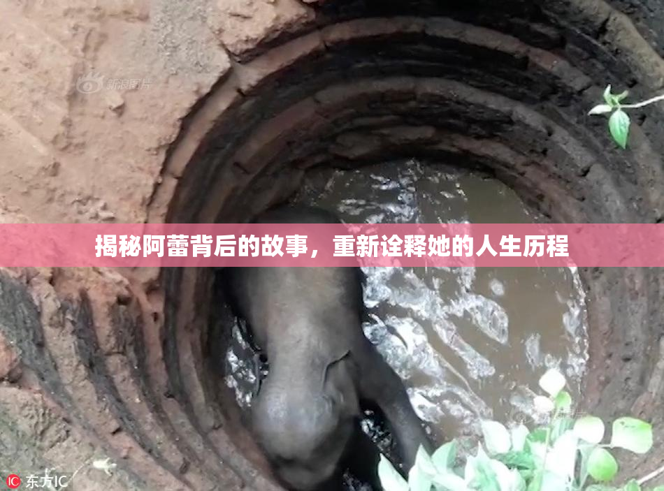 揭秘阿蕾背后的故事，重新诠释她的人生历程