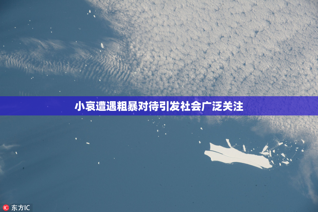 小哀遭遇粗暴对待引发社会广泛关注