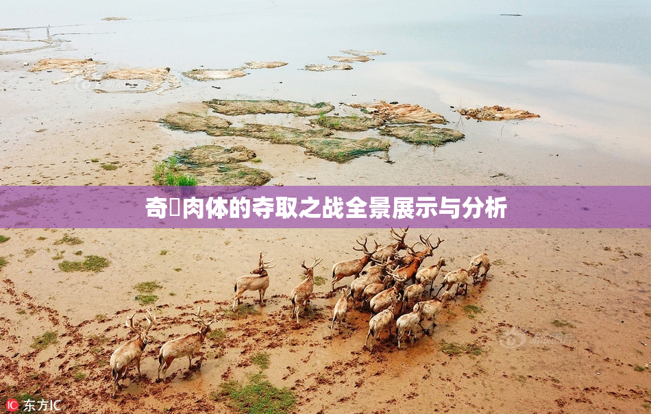 奇犽肉体的夺取之战全景展示与分析