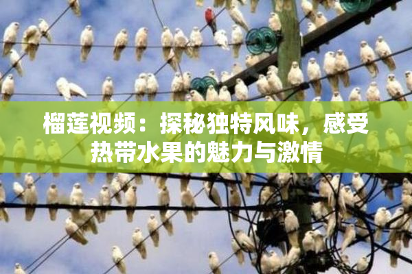 榴莲视频：探秘独特风味，感受热带水果的魅力与激情
