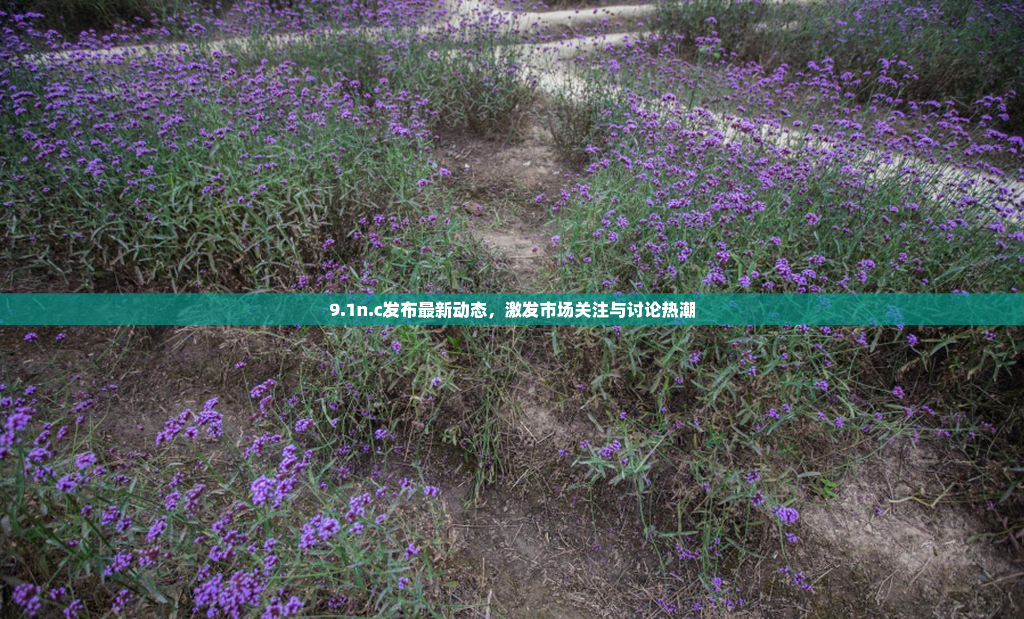 9.1n.c发布最新动态，激发市场关注与讨论热潮