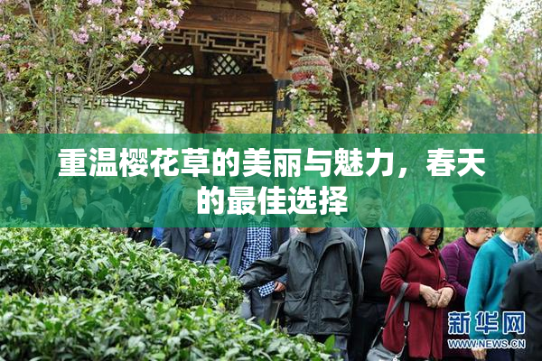 重温樱花草的美丽与魅力，春天的最佳选择