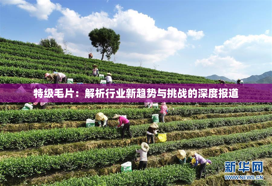 特级毛片：解析行业新趋势与挑战的深度报道