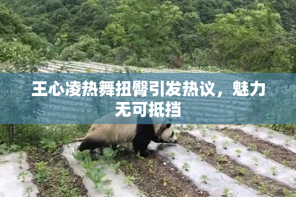 王心凌热舞扭臀引发热议，魅力无可抵挡