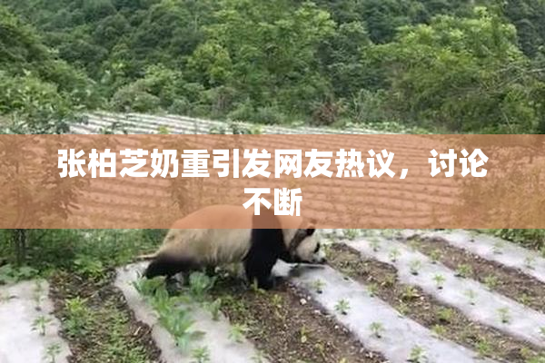 张柏芝奶重引发网友热议，讨论不断