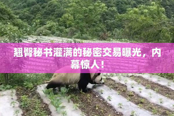 翘臀秘书灌满的秘密交易曝光，内幕惊人！