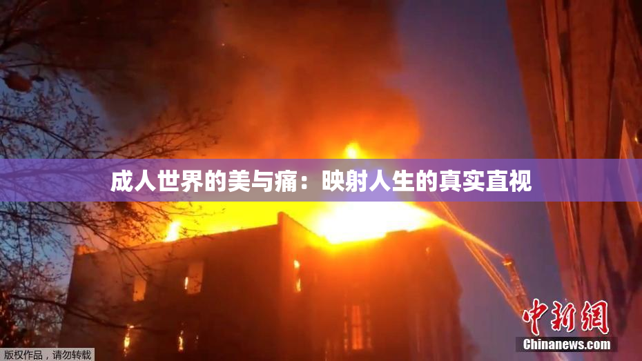 成人世界的美与痛：映射人生的真实直视