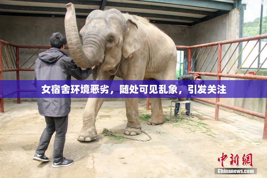 女宿舍环境恶劣，随处可见乱象，引发关注