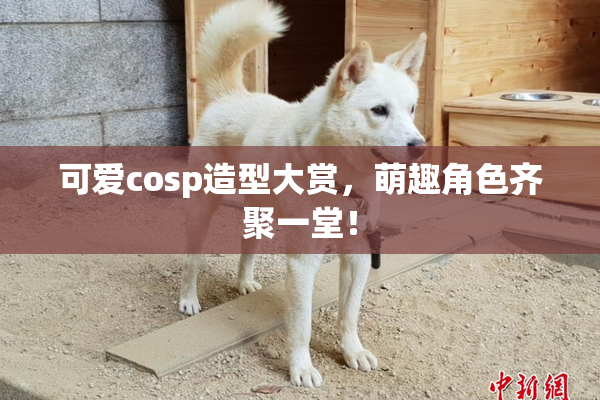 可爱cosp造型大赏，萌趣角色齐聚一堂！