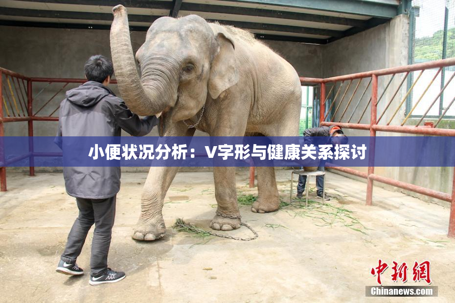 小便状况分析：V字形与健康关系探讨