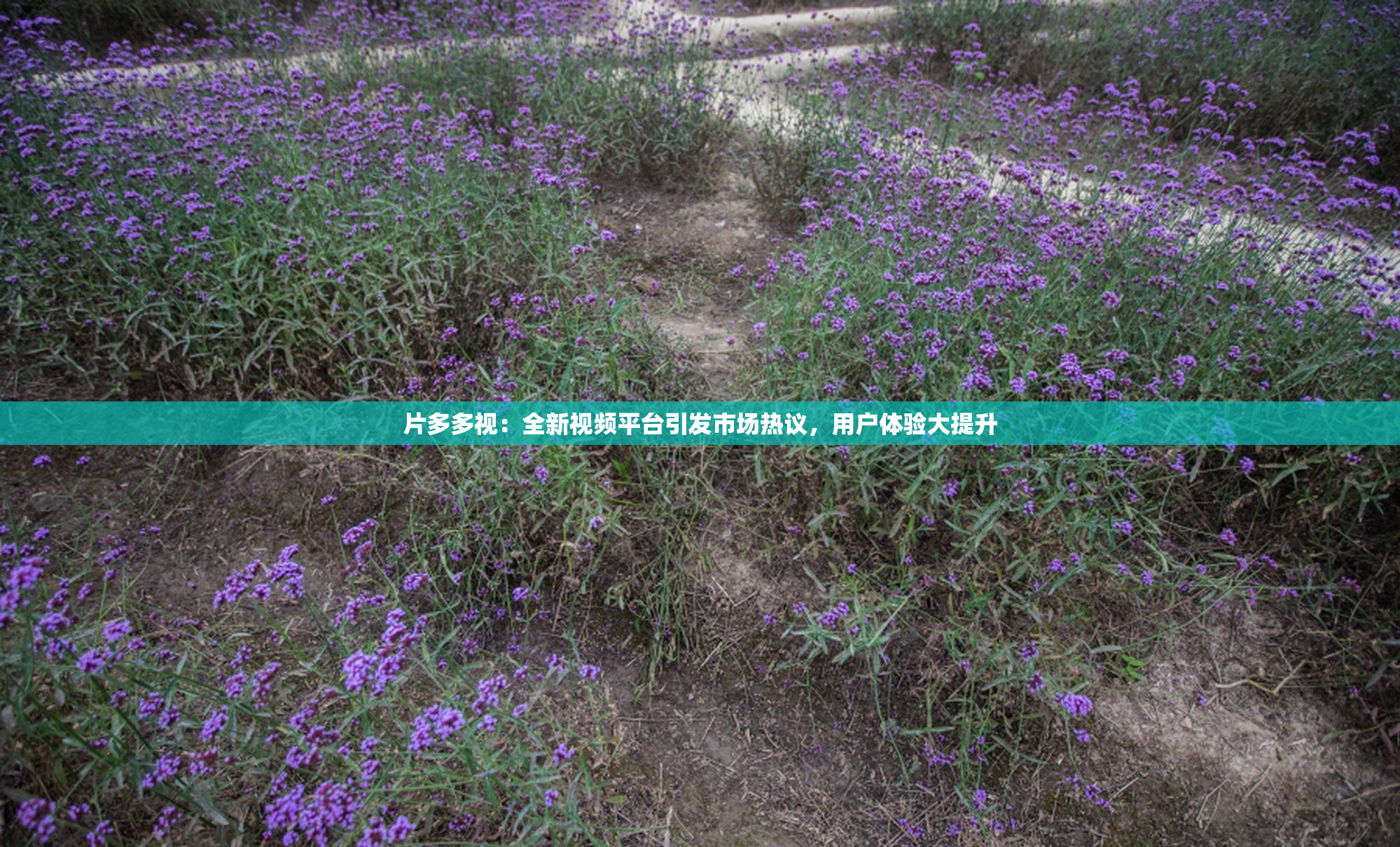 片多多视：全新视频平台引发市场热议，用户体验大提升