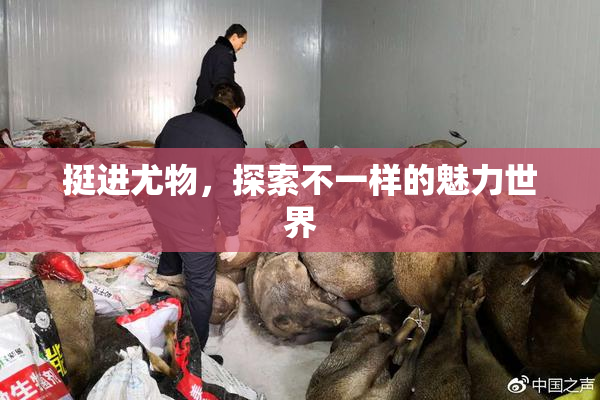 挺进尤物，探索不一样的魅力世界