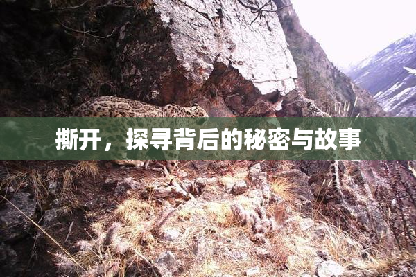 撕开，探寻背后的秘密与故事