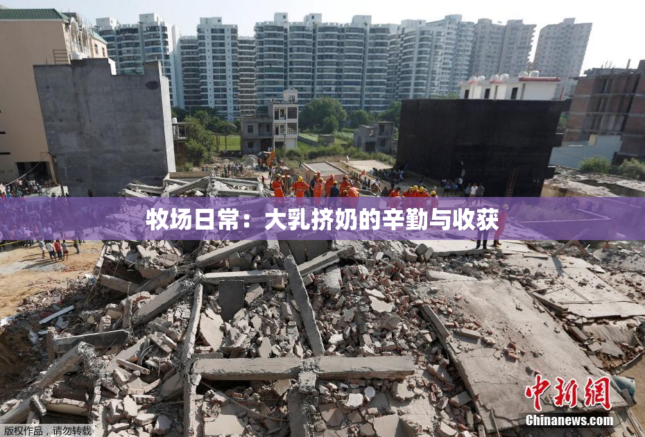 牧场日常：大乳挤奶的辛勤与收获