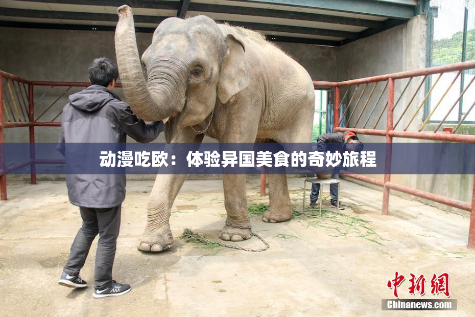 动漫吃欧：体验异国美食的奇妙旅程