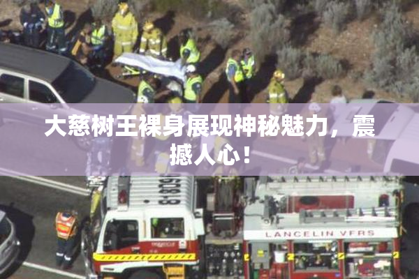 大慈树王裸身展现神秘魅力，震撼人心！