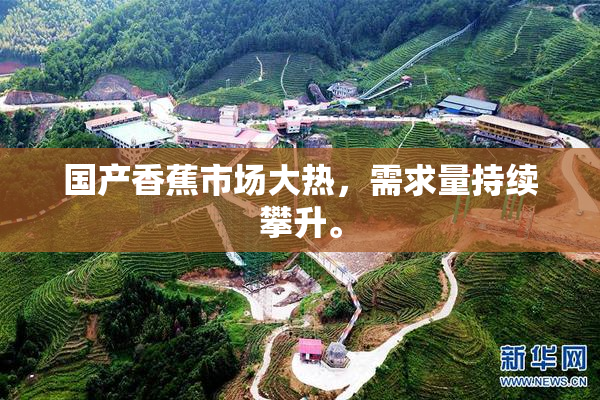 国产香蕉市场大热，需求量持续攀升。