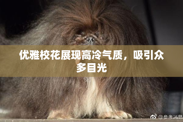优雅校花展现高冷气质，吸引众多目光