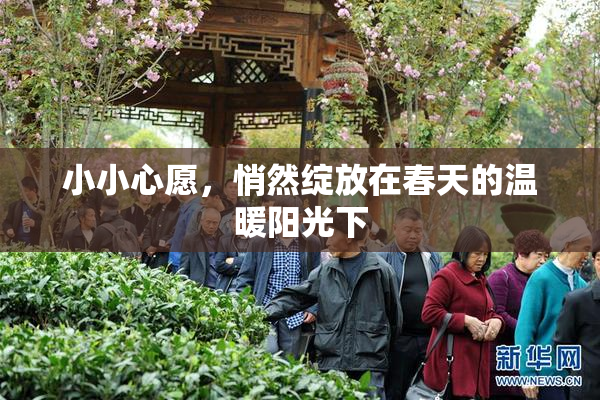 小小心愿，悄然绽放在春天的温暖阳光下