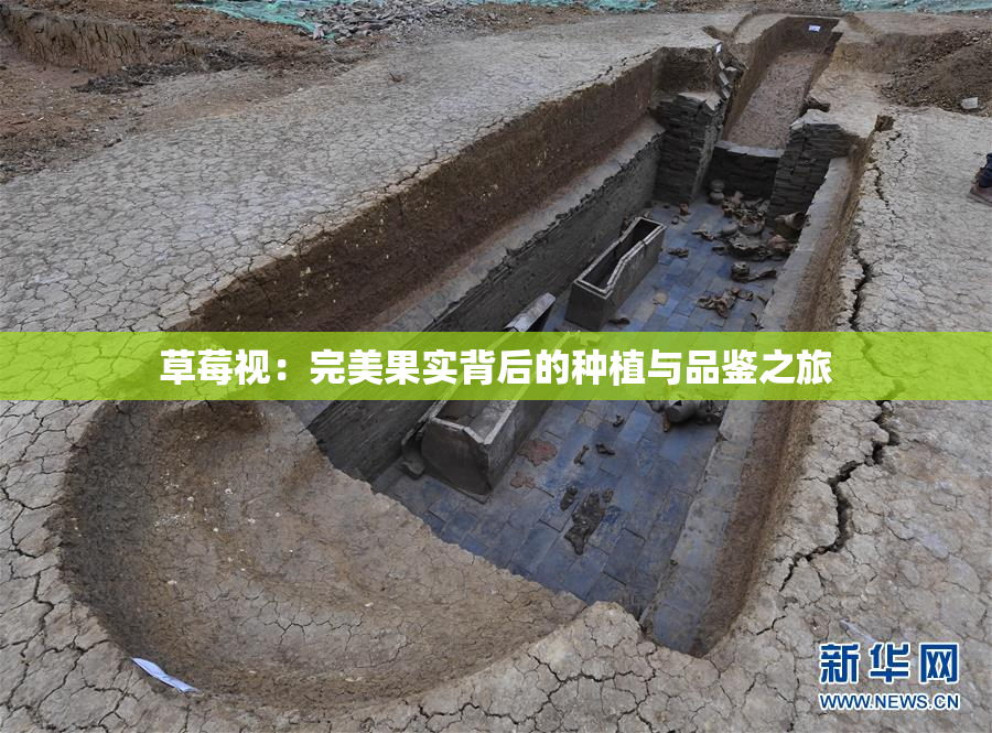 草莓视：完美果实背后的种植与品鉴之旅