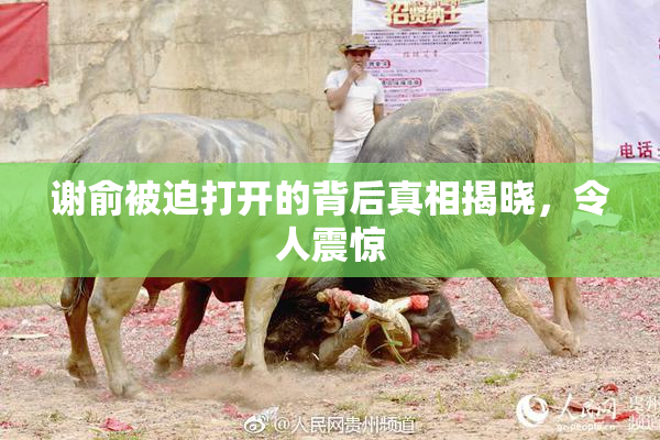 谢俞被迫打开的背后真相揭晓，令人震惊