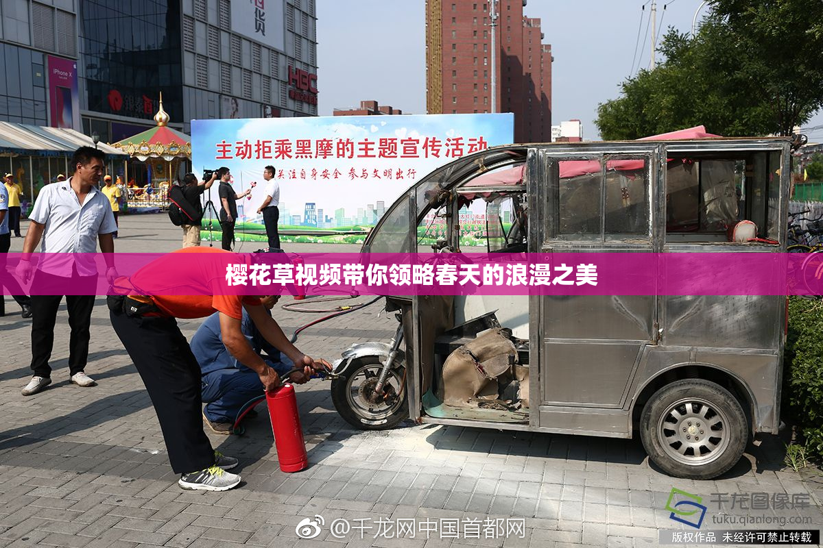 樱花草视频带你领略春天的浪漫之美