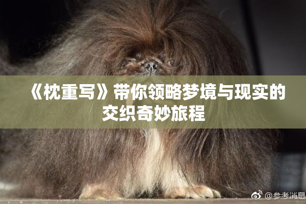 《枕重写》带你领略梦境与现实的交织奇妙旅程