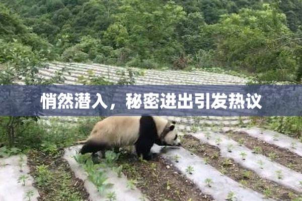 悄然潜入，秘密进出引发热议