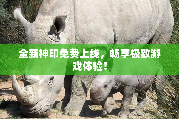 全新神印免费上线，畅享极致游戏体验！