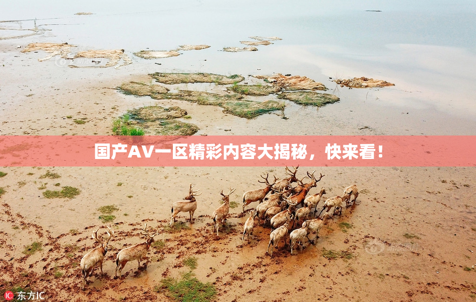 国产AV一区精彩内容大揭秘，快来看！