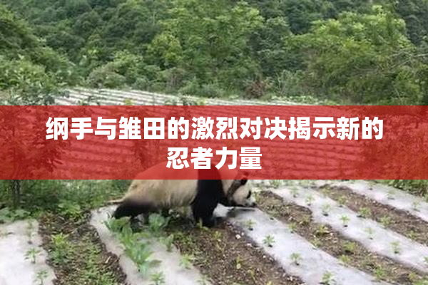 纲手与雏田的激烈对决揭示新的忍者力量
