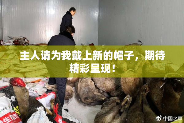 主人请为我戴上新的帽子，期待精彩呈现！
