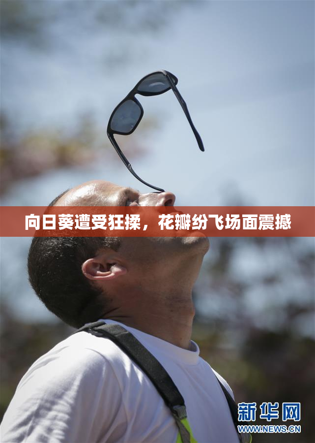 向日葵遭受狂揉，花瓣纷飞场面震撼