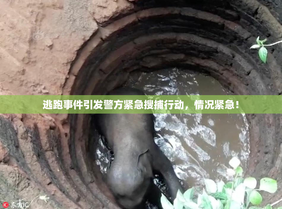 逃跑事件引发警方紧急搜捕行动，情况紧急！